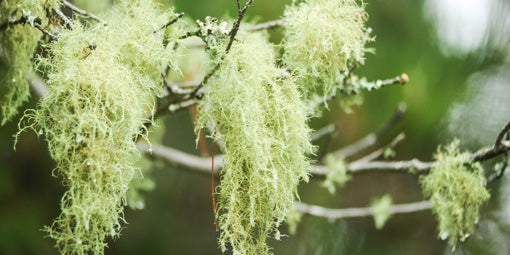 Usnea